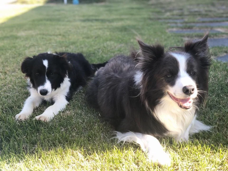 Roy_FosterDog.jpeg