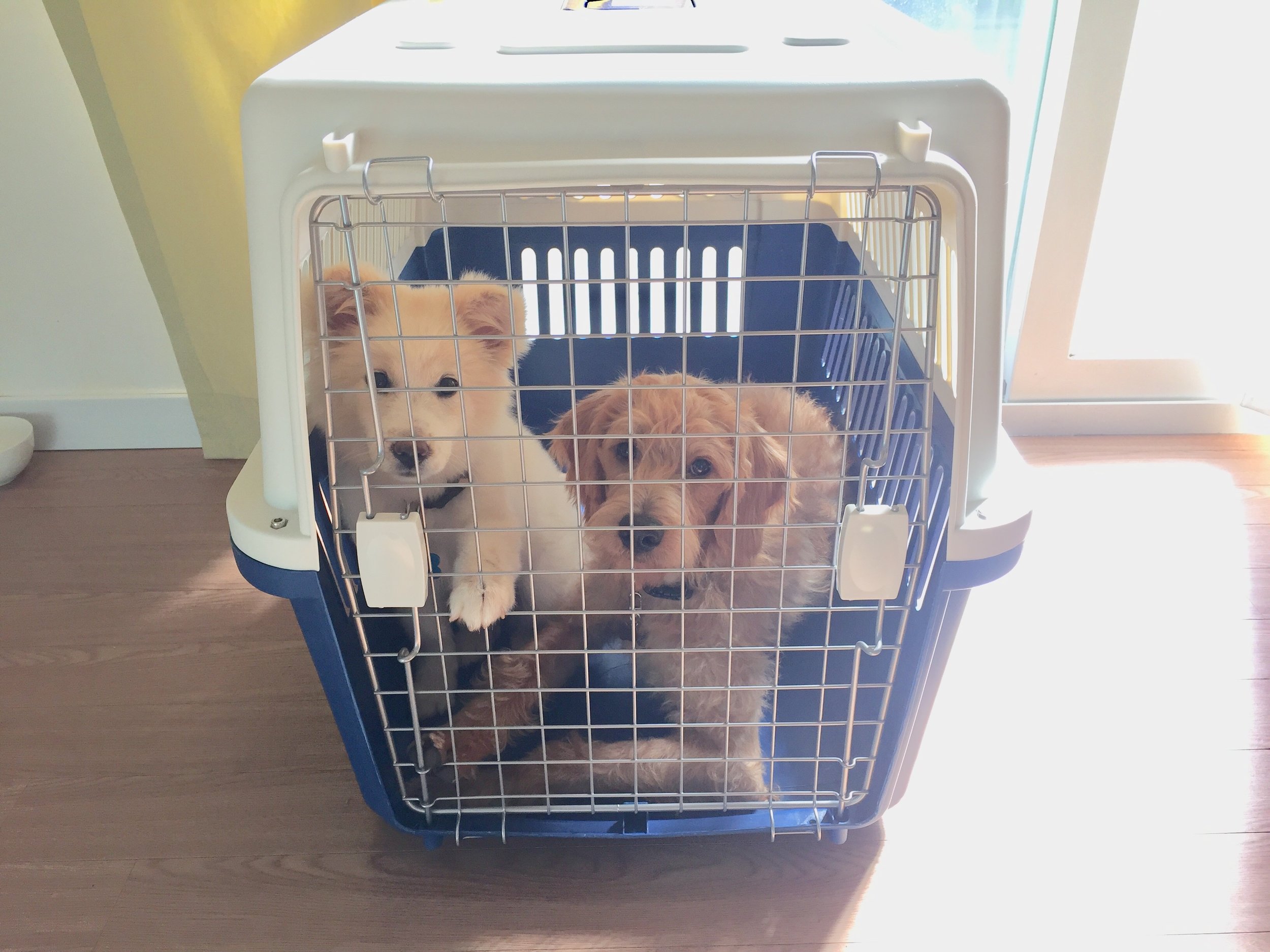 Dana-crate-training.jpeg