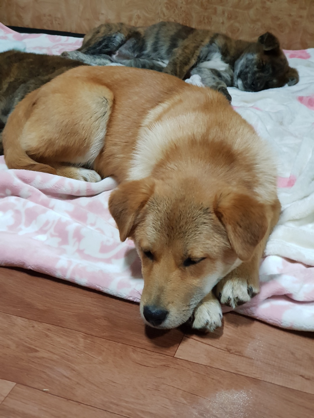 Nuri-sleeping2.jpeg
