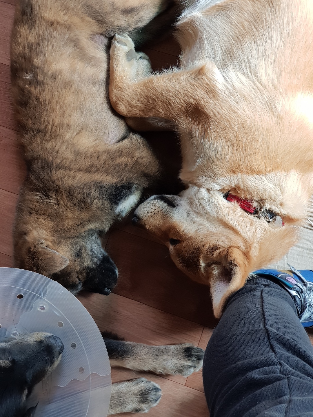Nuri-withpuppy2.jpeg