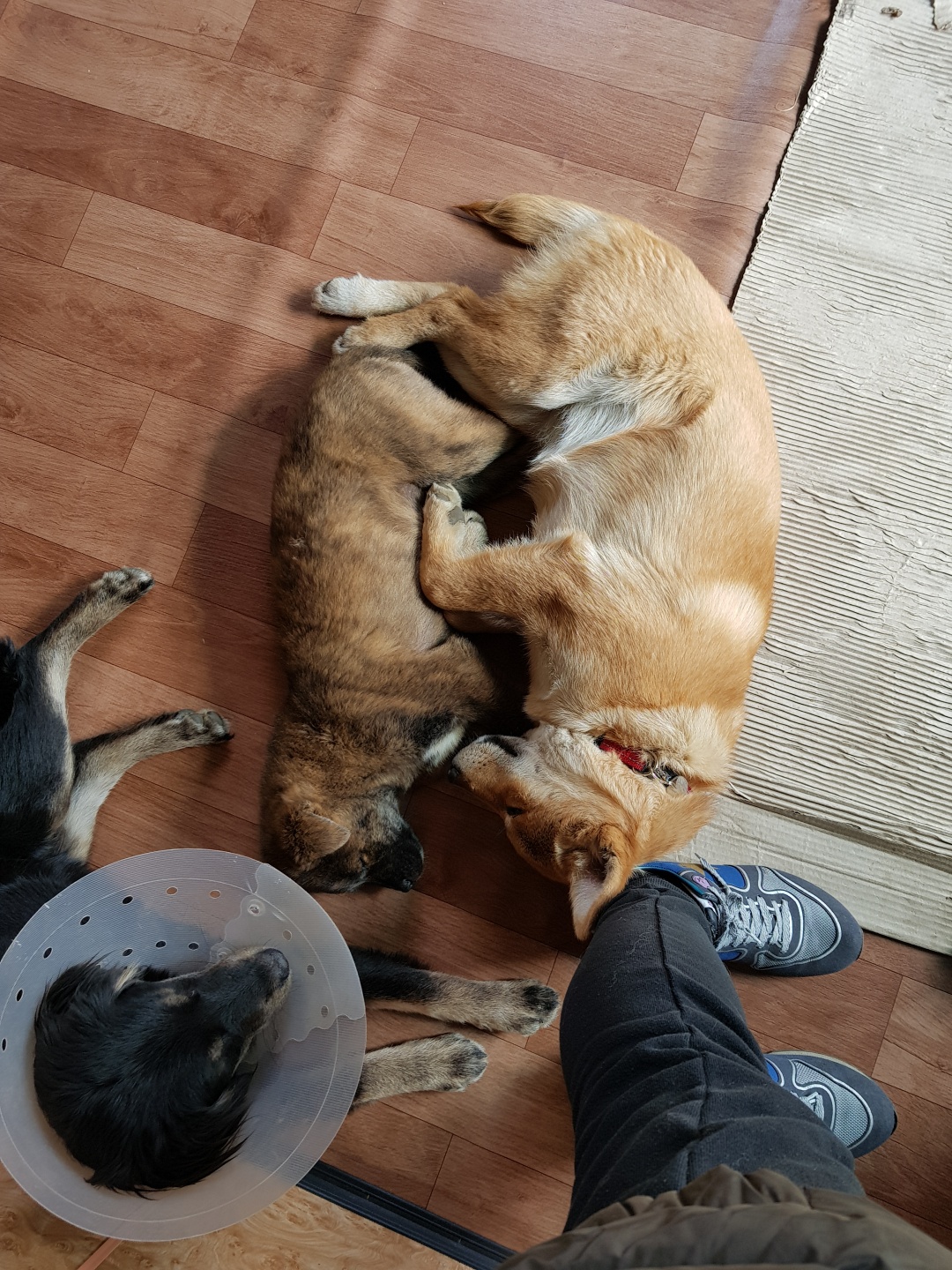 Nuri-withpuppy.jpeg
