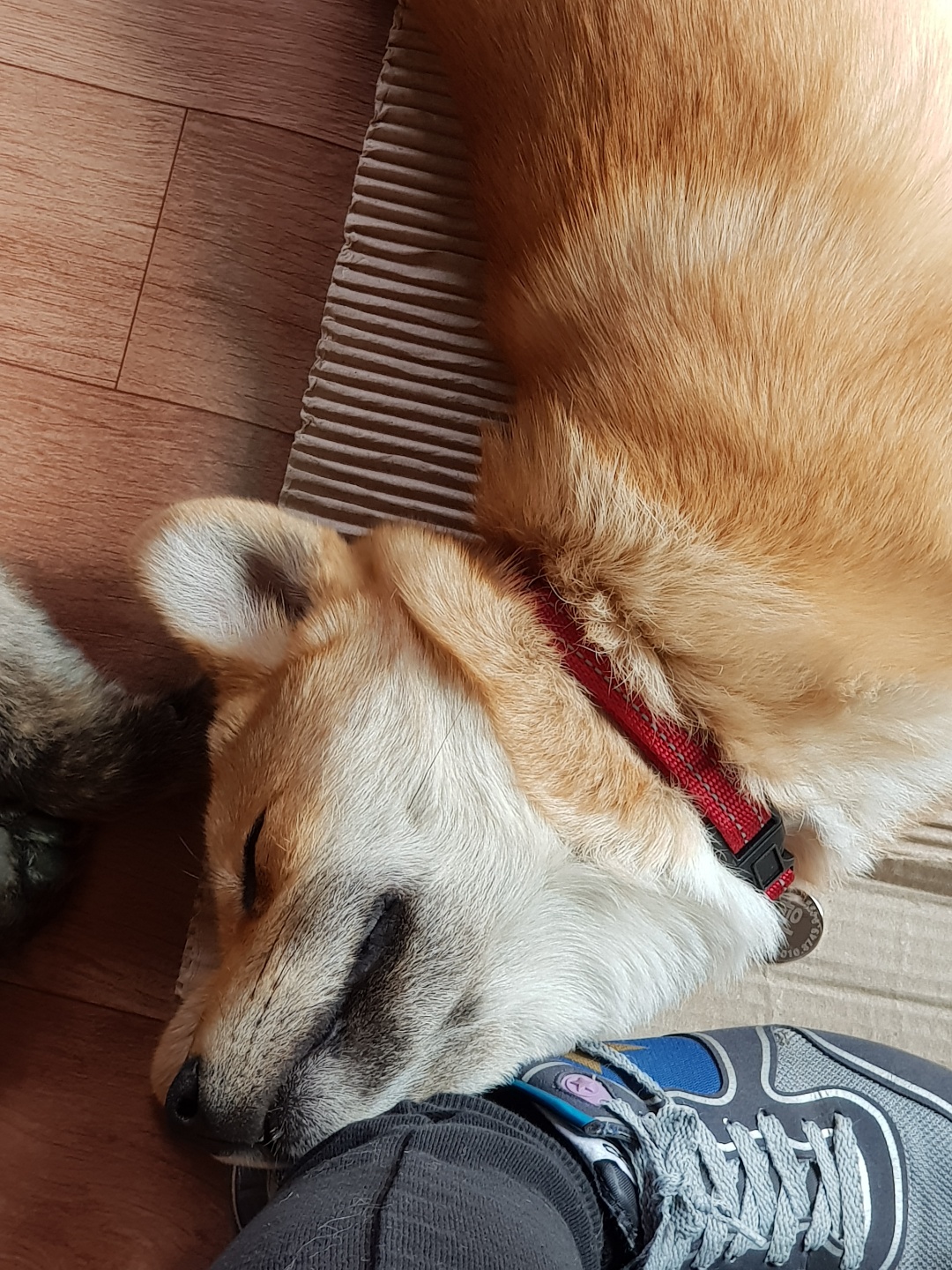 Nuri-sleeping.jpeg