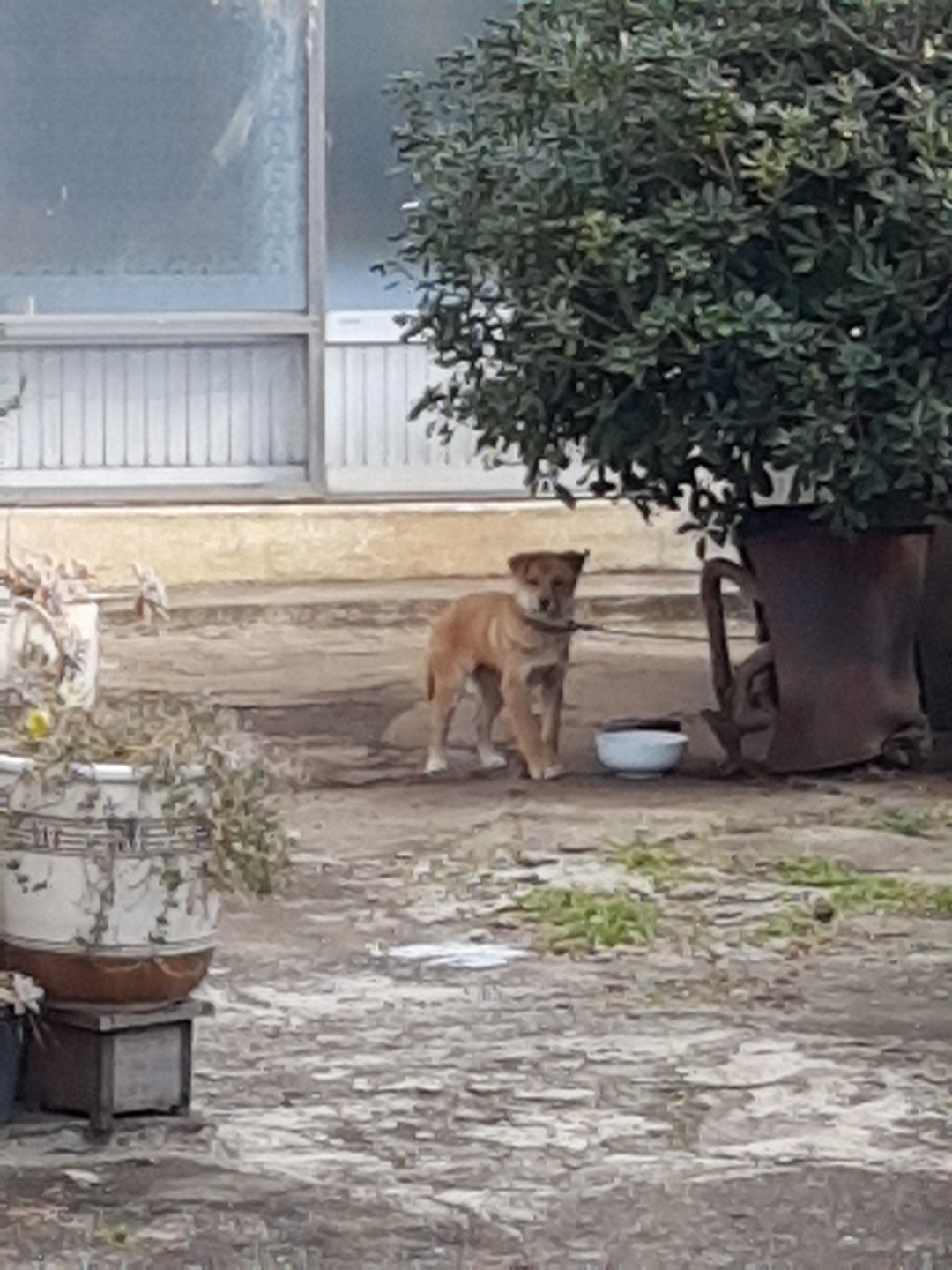 Nuri tied up outside as an outdoor only dog before rescue