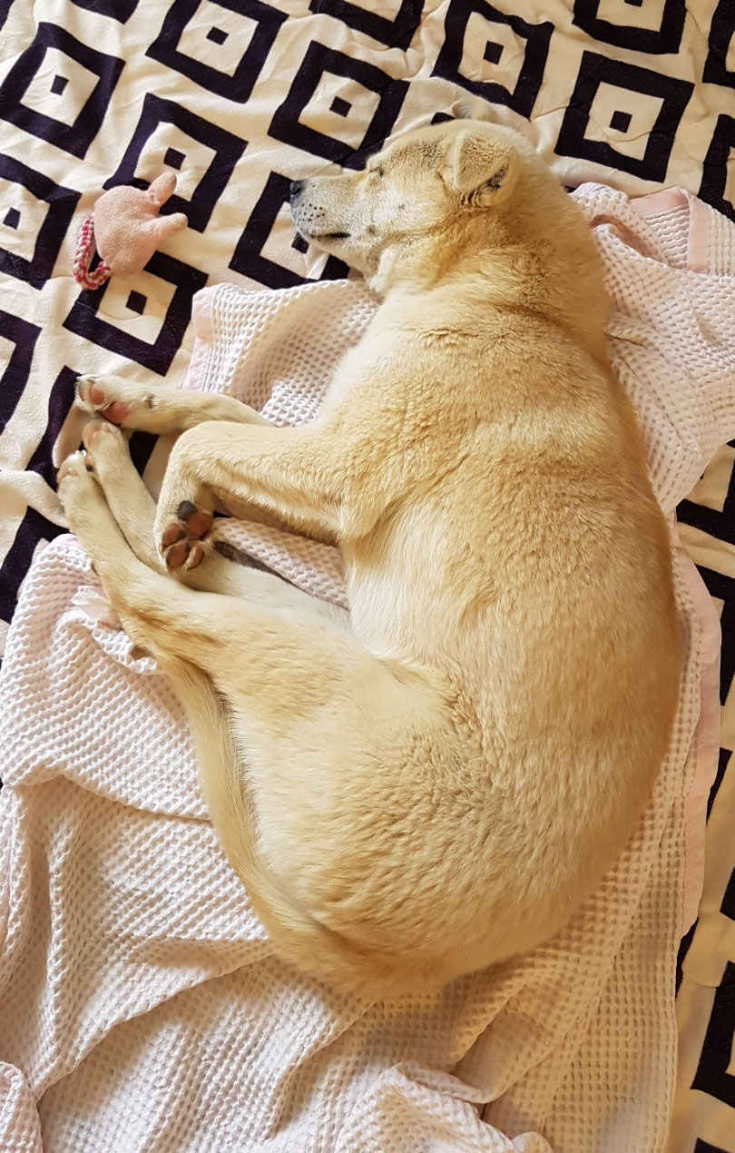 Heidi.sleeping.jpeg