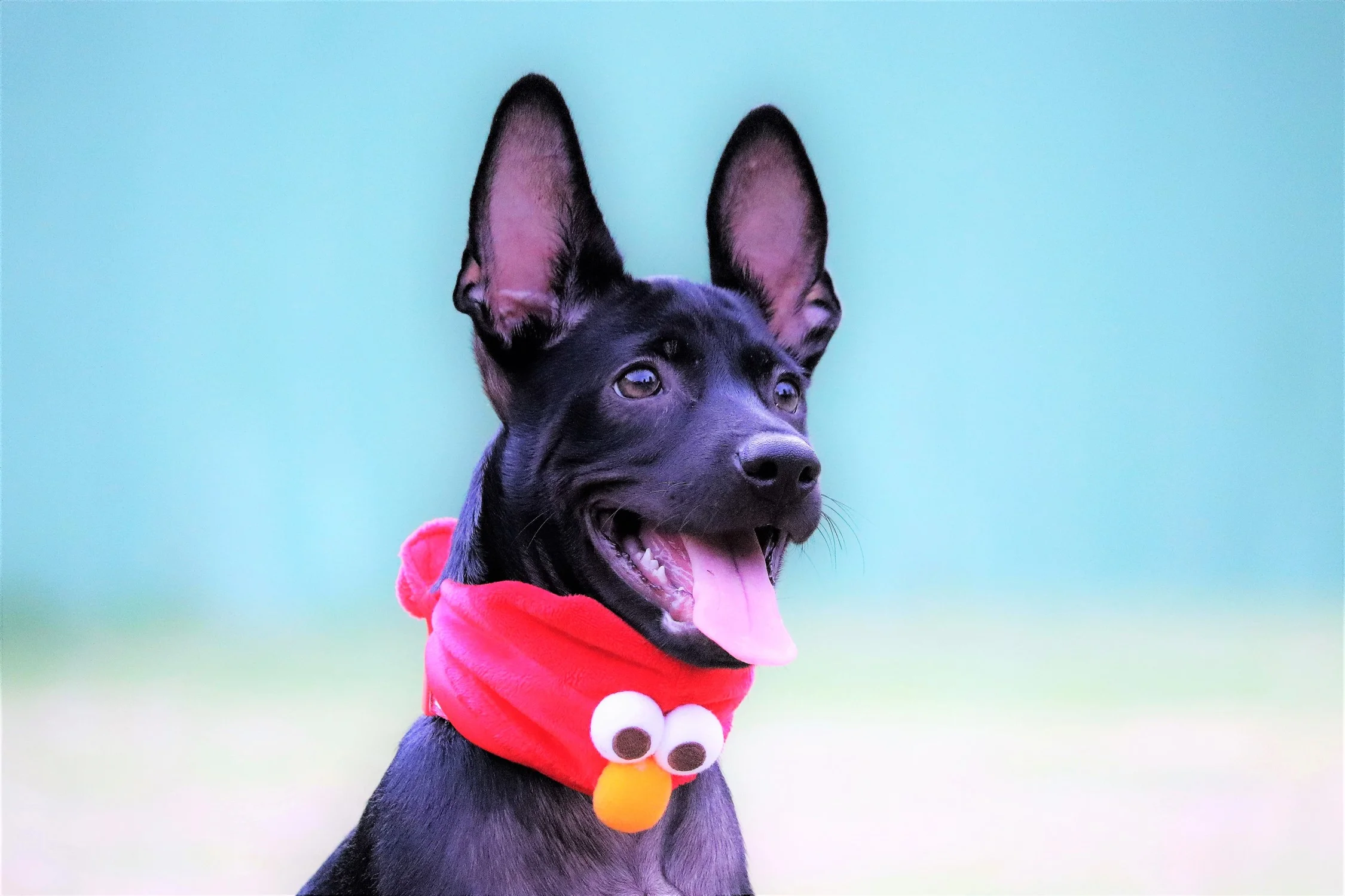 Elmo 04.JPG