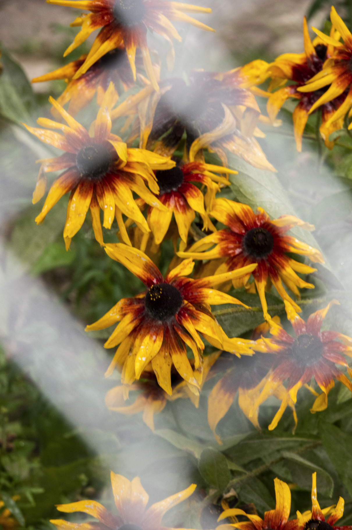 Screen Shot 2019-08-09 at 2.24.25 PM.png