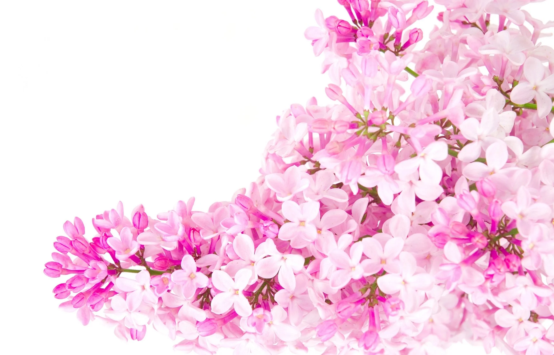 Pink-flowers-pink-color-23830799-1920-1233.jpg