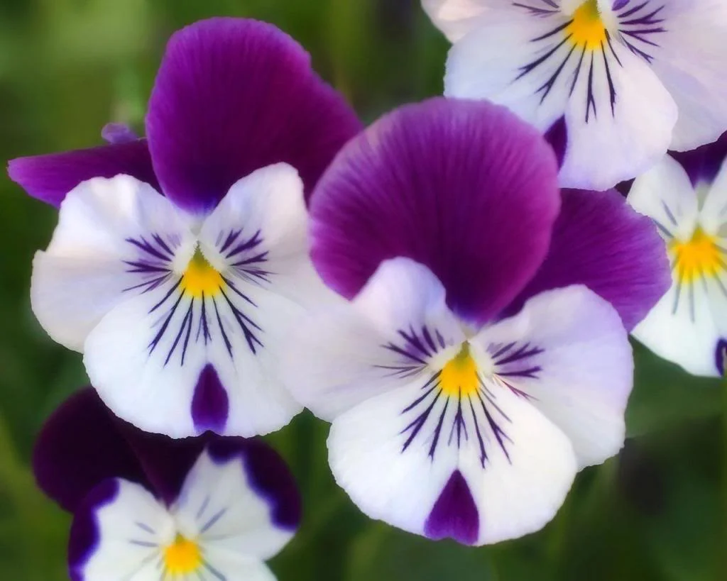 Pansies.jpg