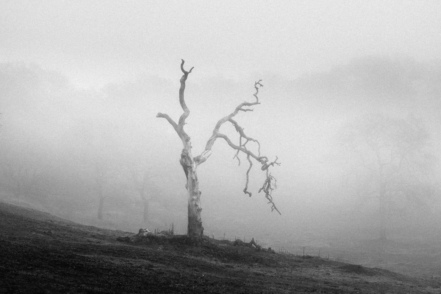 Rockville + fog = horror movie scene