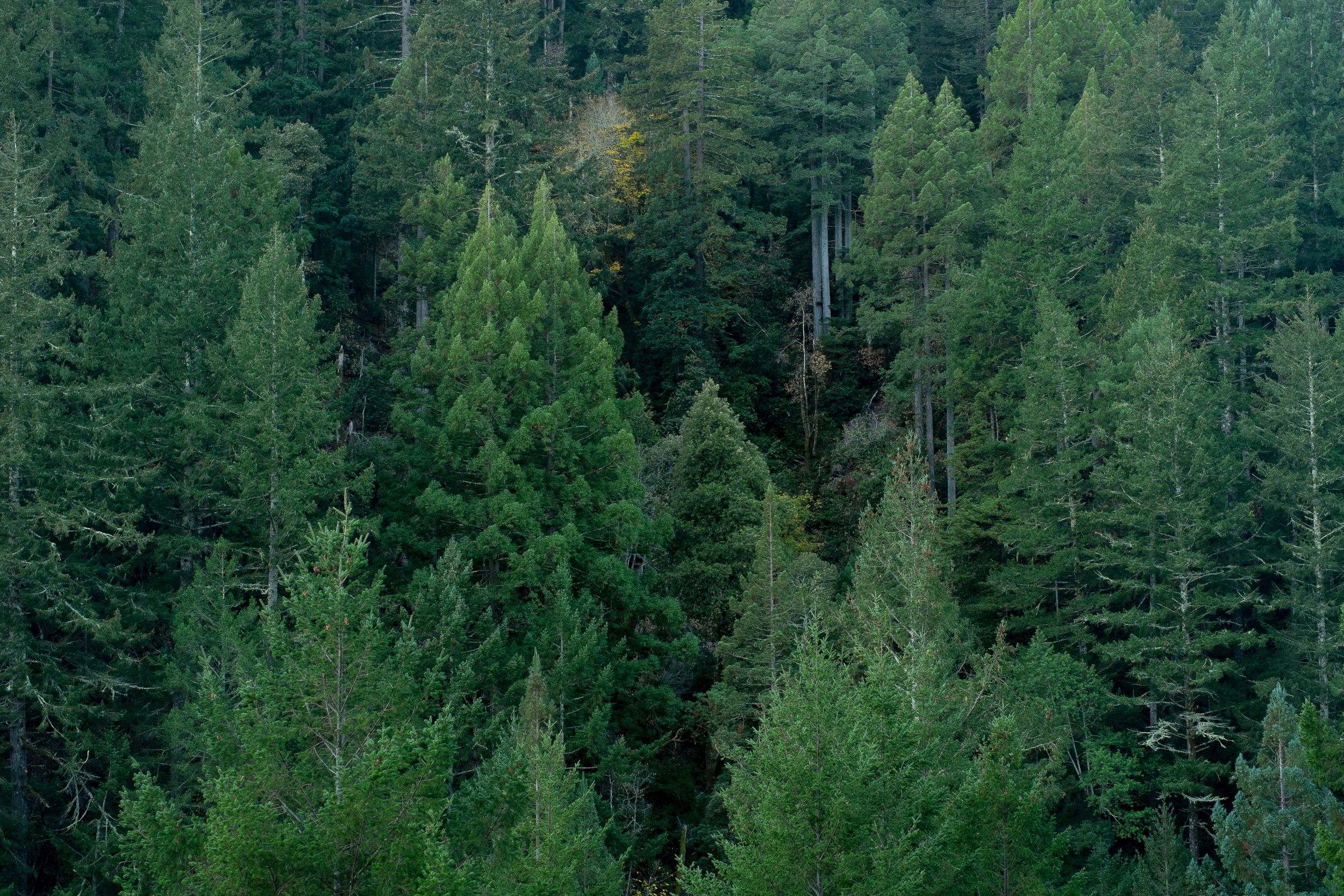 Because trees are pretty?