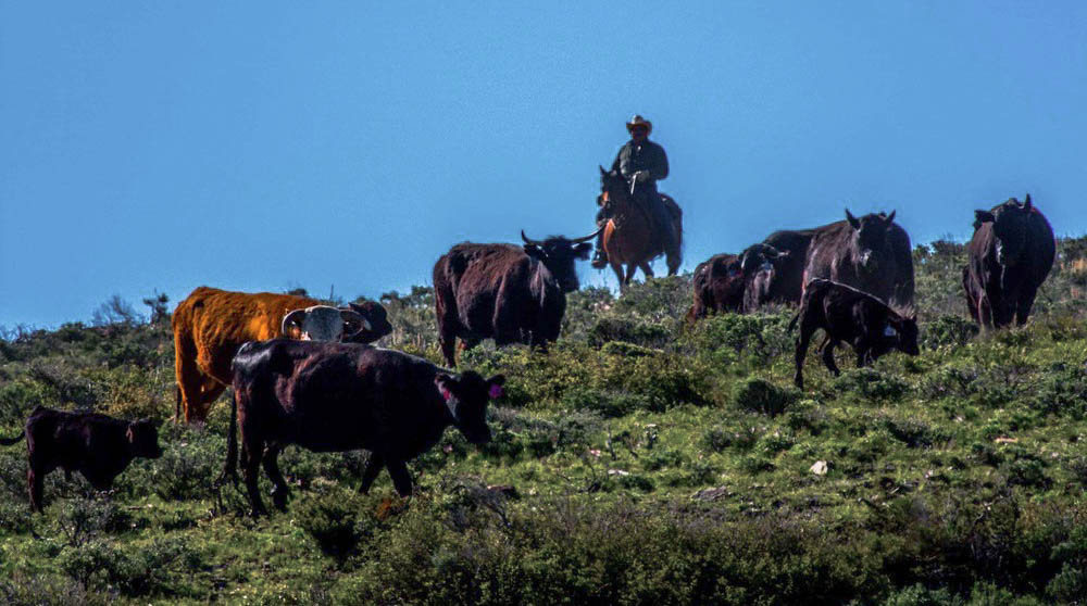 Cattle-Roundup-at-Working-Colorado-Ranch-Shadow-Creek-near-Silverthorne.jpg