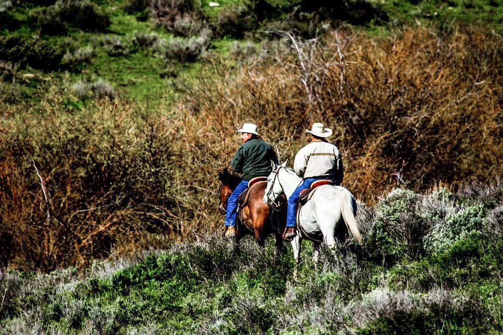 Cowboys-Riding-at-Workin-Colorado_ranch-Shadow-Creek.jpg