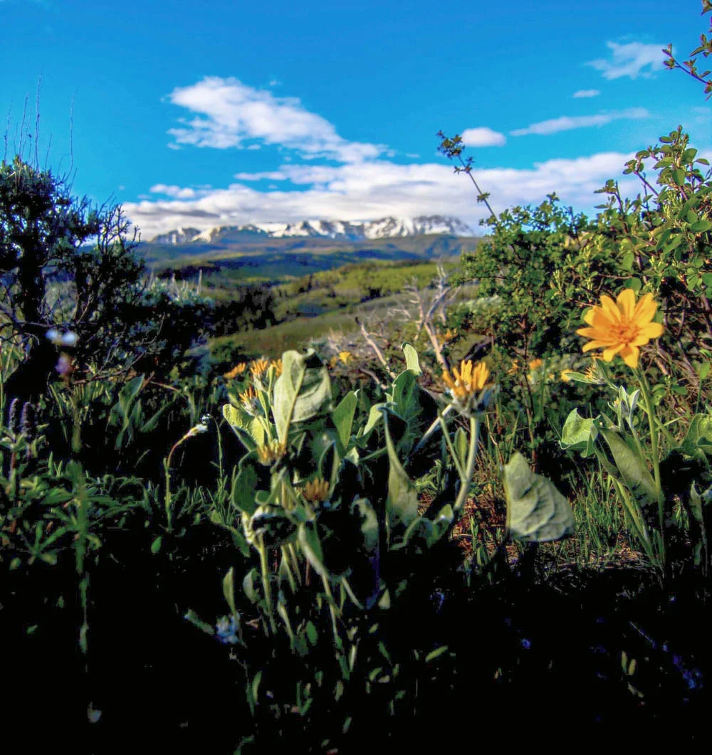 Montaine-Flowers-Near-Gore-Range-Colorado-Rockies-at-Shadow-Creek-Ranch.jpg