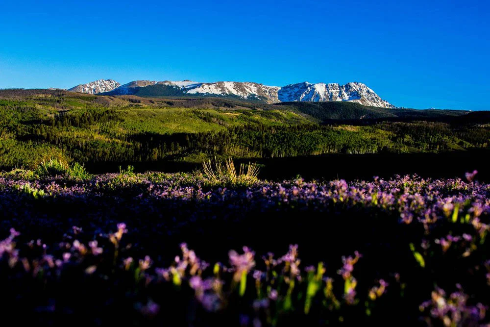 Field-of-Flowers-Near-Gore-Range-Mountains-in-Colorado.jpg