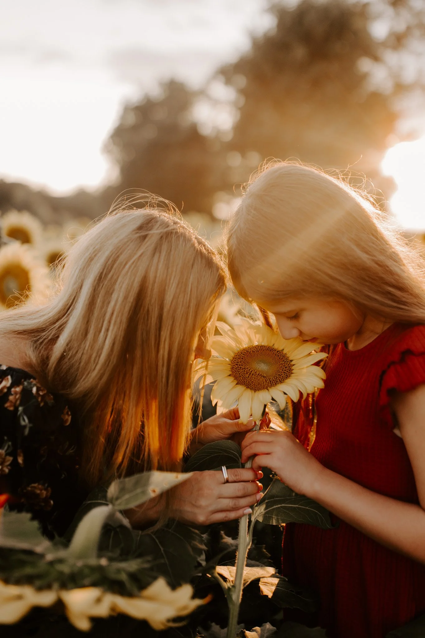 sunflowerminis-8.jpg