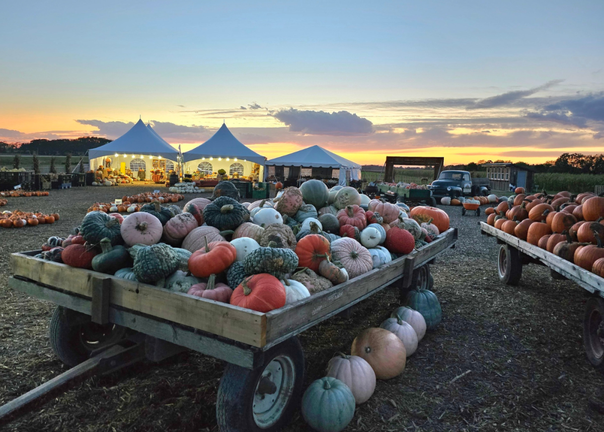 DSAW-South Central Family Fun Day at Schuster's Farm