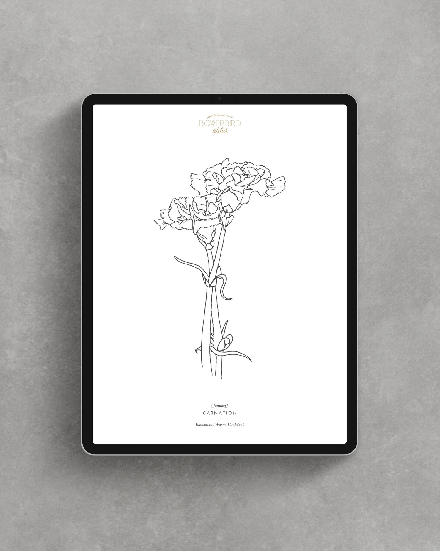 Coloring Pages: Flowers for the months of January-June — Bowerbird Atelier  | Intention & Ritual