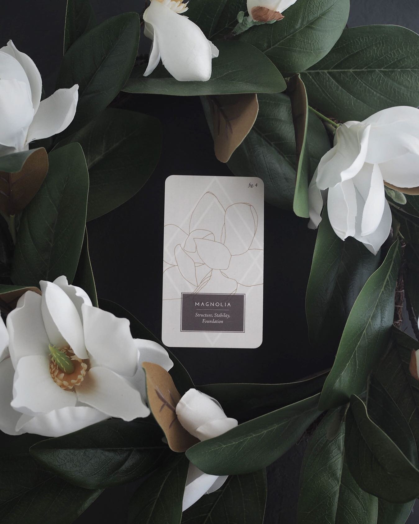 Magnolia: Structure, Stability, Foundation 🐚 {This card from the Fleurot deck corresponds to the Emperor in the traditional Rider-Waite-Smith tarot}
⠀⠀⠀⠀⠀⠀⠀⠀⠀
If you&rsquo;d like to have a @fleurot.deck of your own, or gift one to a friend, I am hav