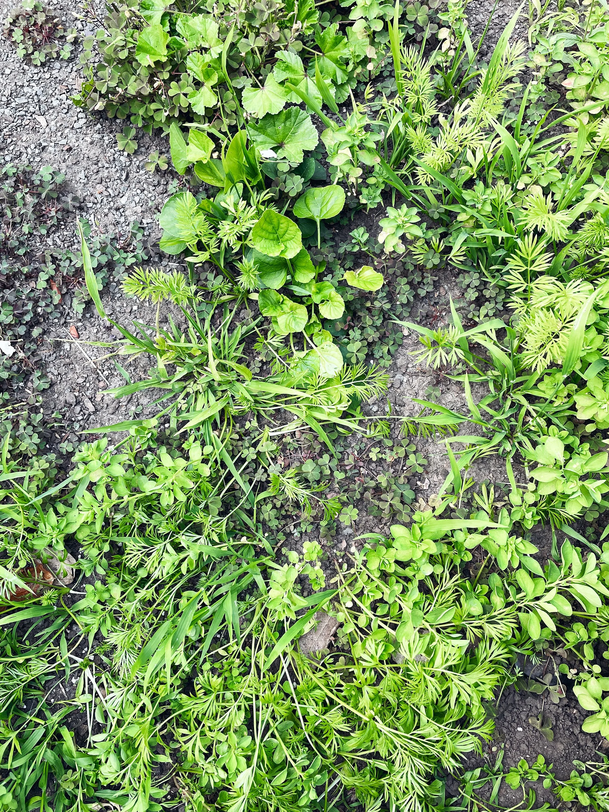 I should tend to my garden
