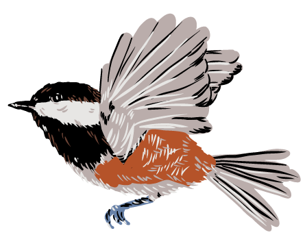 Chickadees