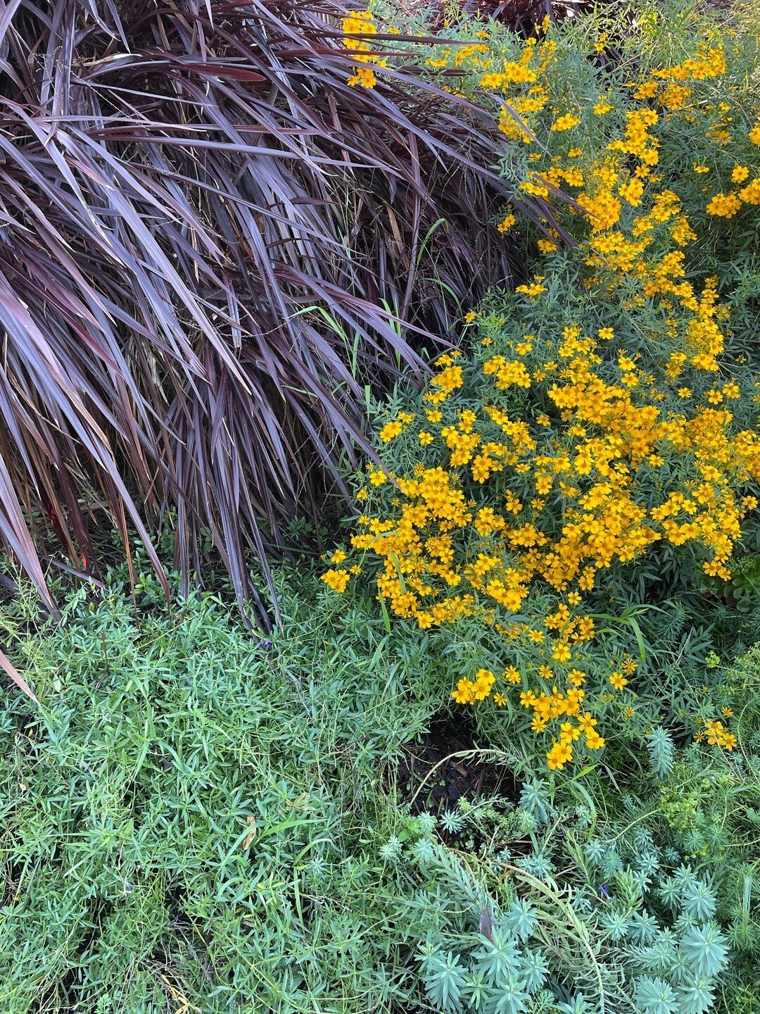 Love this combo of the dark purple with the bright yellow of the tagetes, and that mid-toned green! Spotted at the @gardens_lake_merritt.