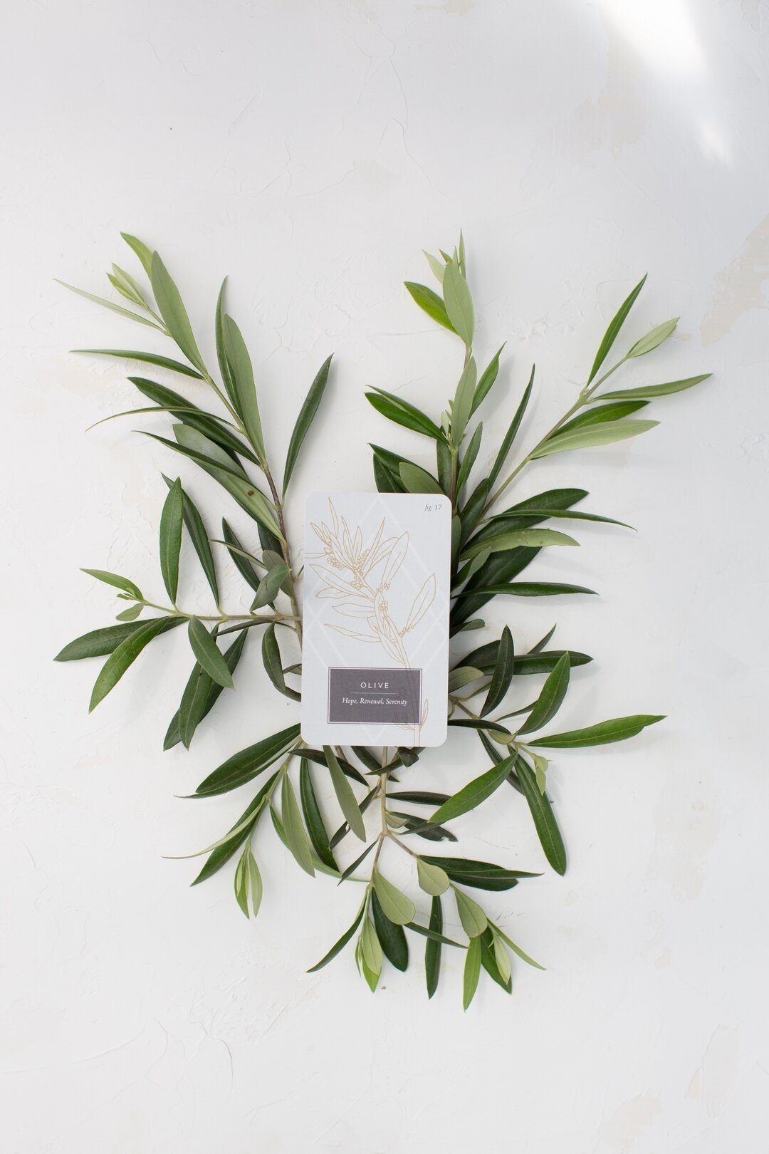 Olive {the Star} | Hope, Renewal, Serenity⠀⠀⠀⠀⠀⠀⠀⠀⠀⁣.⠀⠀⠀⠀⠀⠀⠀⠀⠀
The Olive branch is universally recognized as a symbol for peace, so it&rsquo;s a fitting pairing for the Star of traditional Tarot, which is a card of hope, renewal, and serenity. Let th