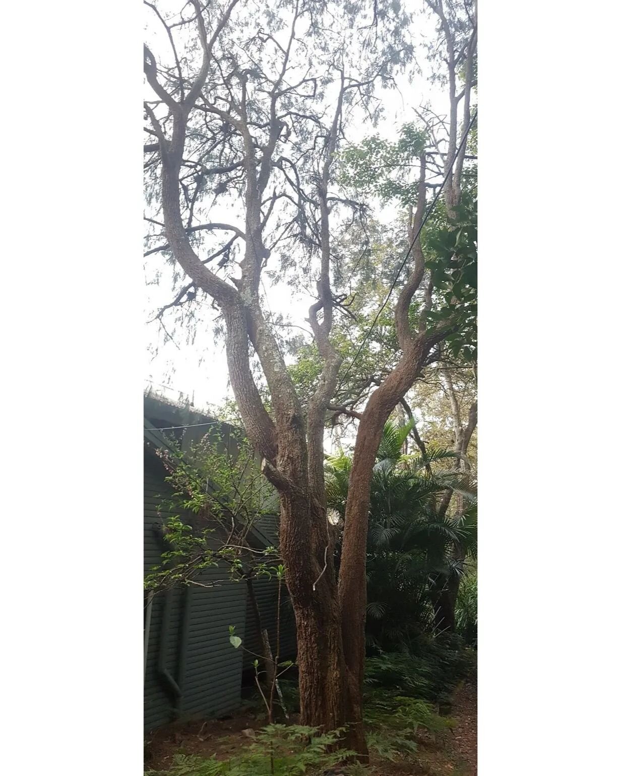 This tree was quite a conundrum. On the one hand, it is a casuarina (or She-oak) which is one of the few food sources for Glossy Black Cockatoos which occassionally visit us, and a beautiful native mature canopy tree. On the other hand the tree is ve