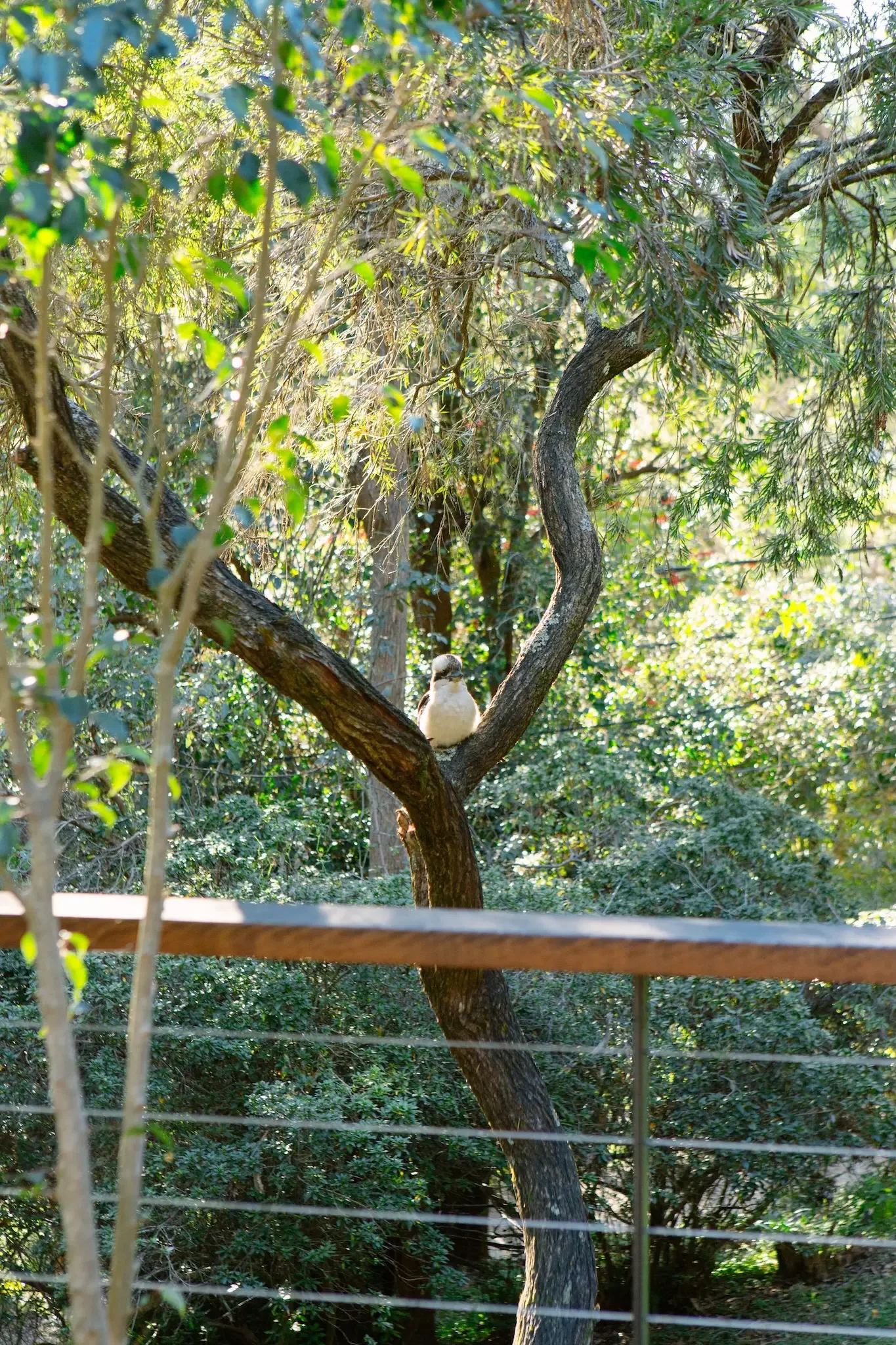 Balcony view from a renovated bushland house in Sydney