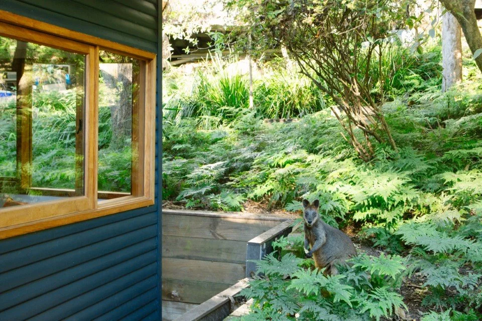 wallaby in yard of architecturally renovated house blue with timber windows elvina bay