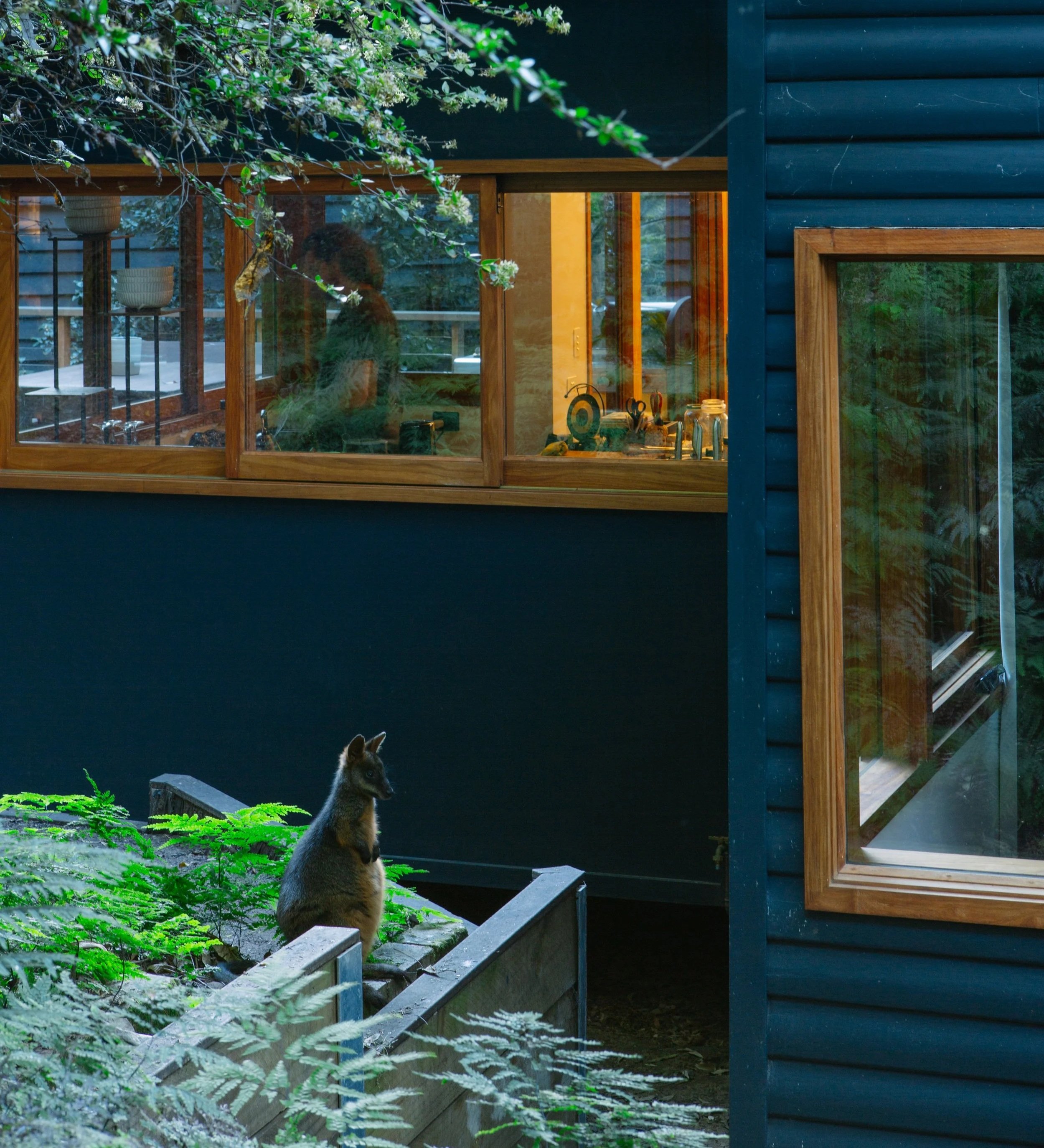 Wallaby in the yard of a sustainable, architecturally designed home with timber windows  and blue weatherboard