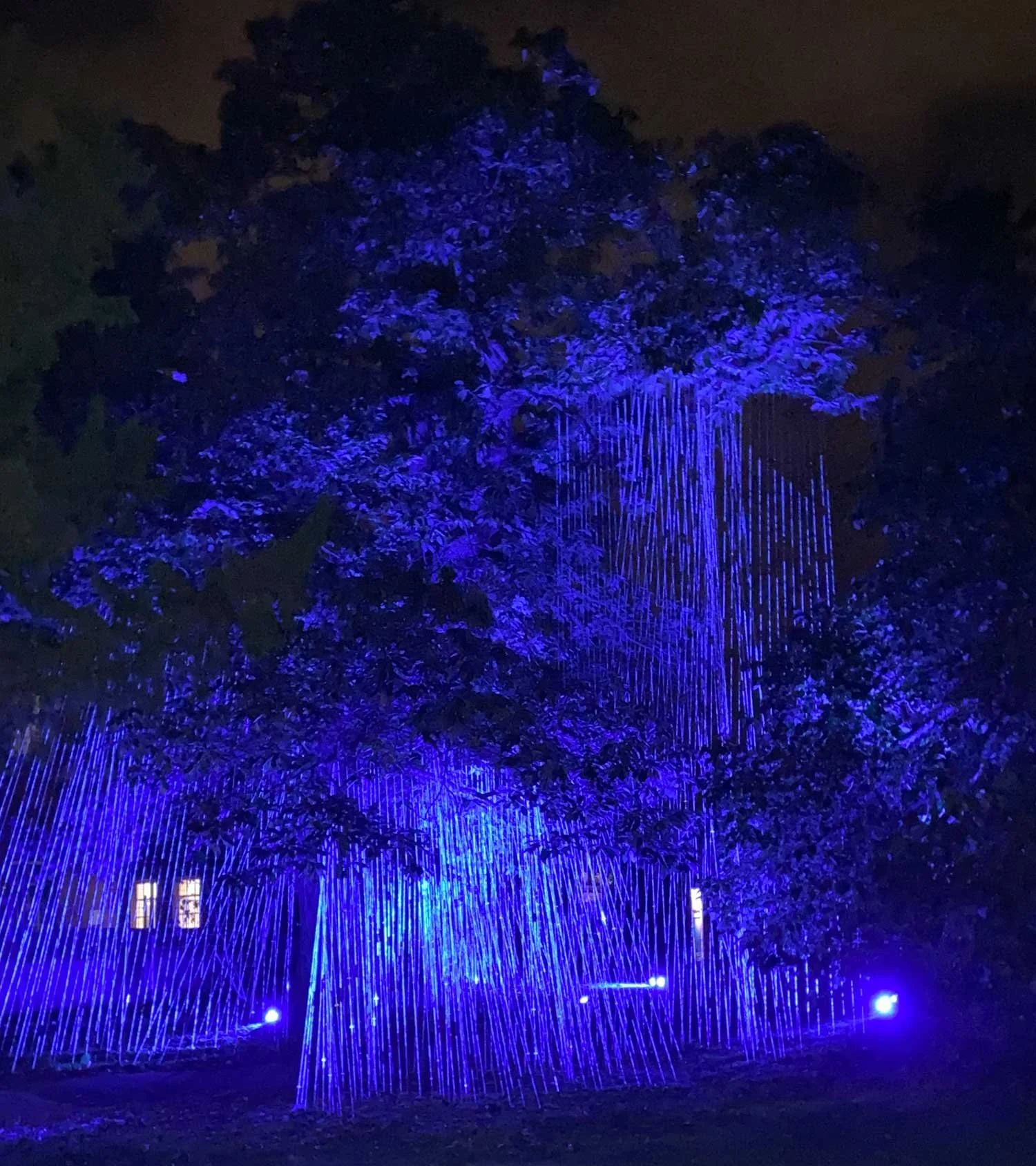 caro-williams-lark-song-sound-light-instillation-RAMM-blue-2c.jpg