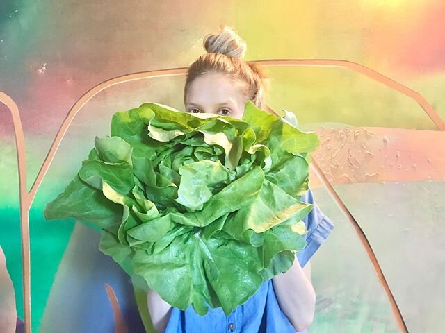 Today, I made a donation to the @naacp 
Lettuce act in all the ways we can. 
This giant butter lettuce is from @suncirclefarm_ak and the @safm_amfm .
.
.
#openwilds #lettuce #farmersmarketfinds #hollisobscuredbyfruitsandvegetables