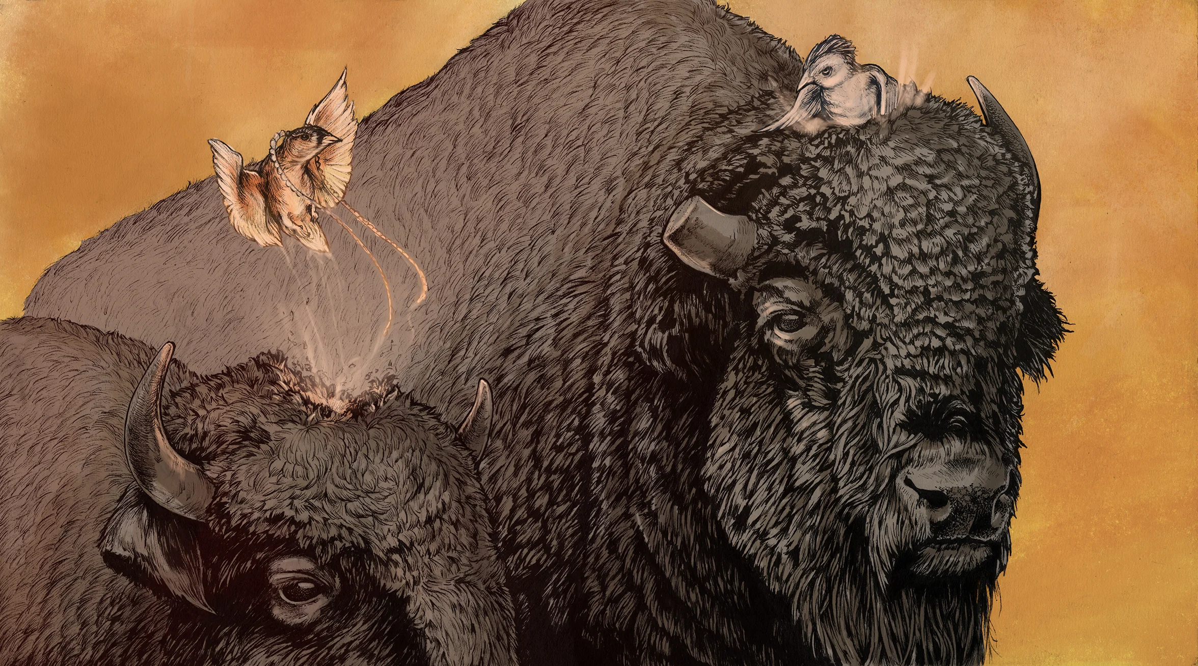 Buffalo-final.jpg