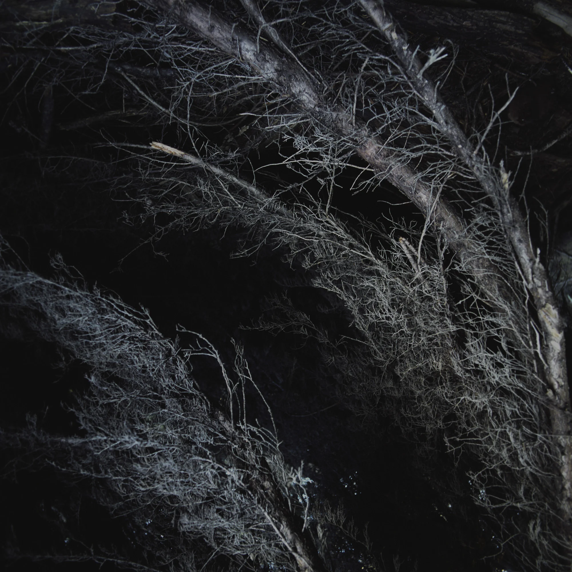 dark-branches.jpg