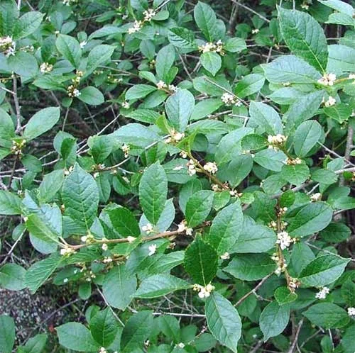 Winterberry