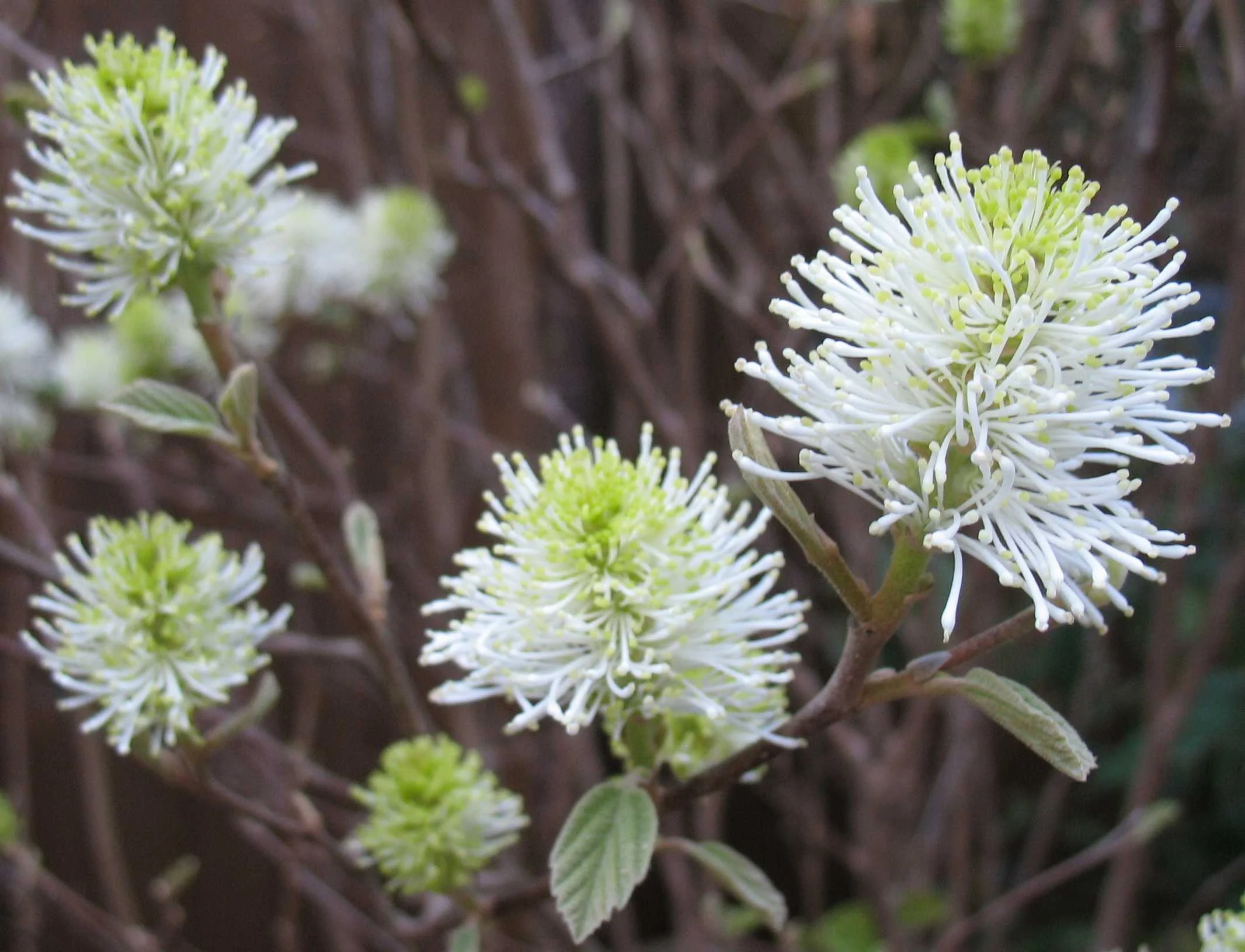 Dwarf Fothergilla