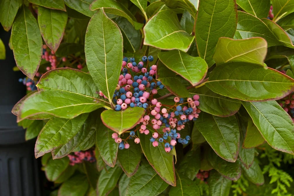 Winterthur Smooth Viburnum
