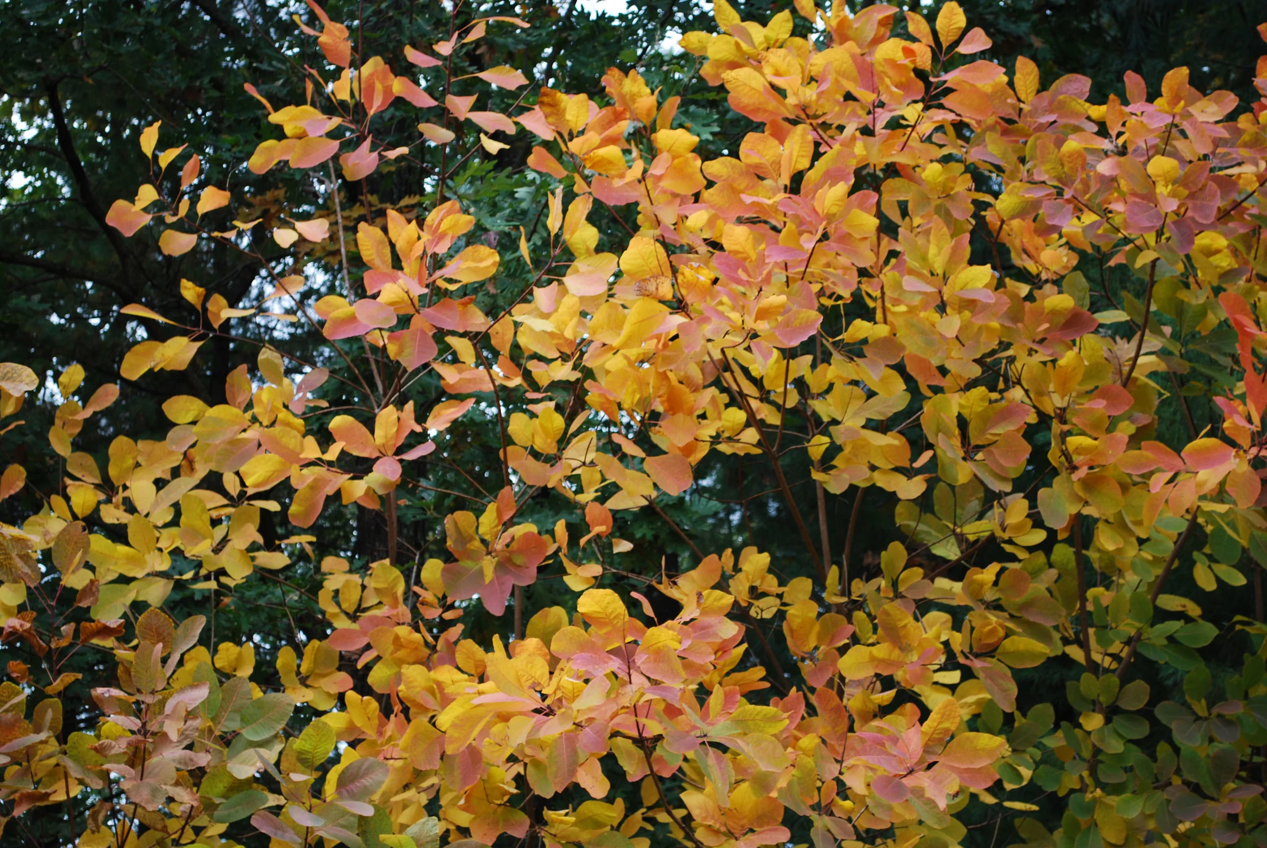 American Smoketree