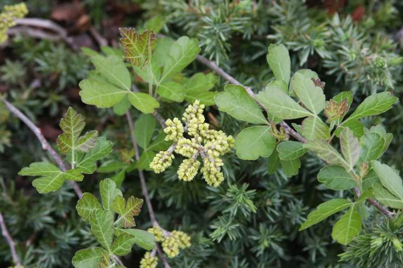Fragrant Sumac