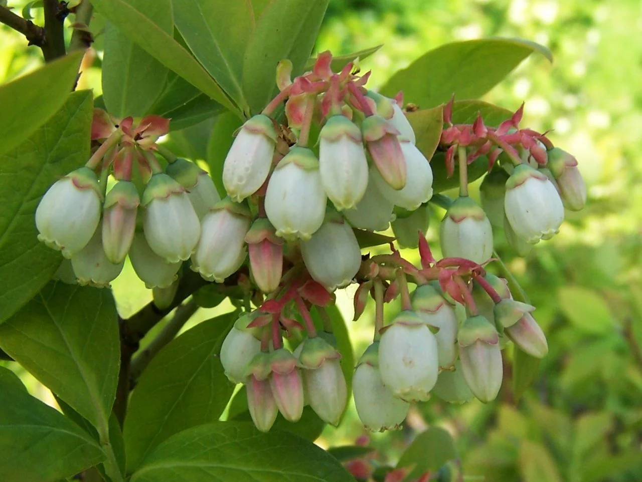 Highbush Blueberry