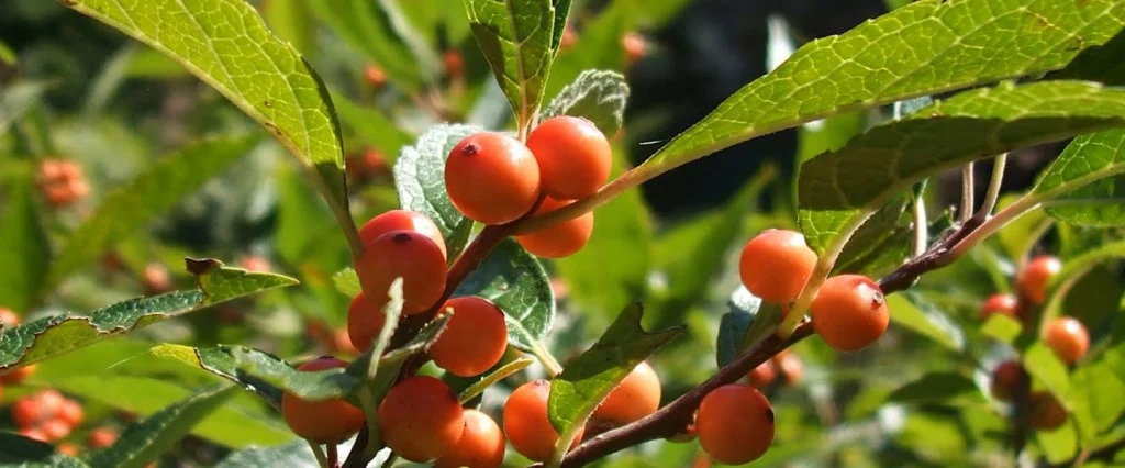 Winterberry