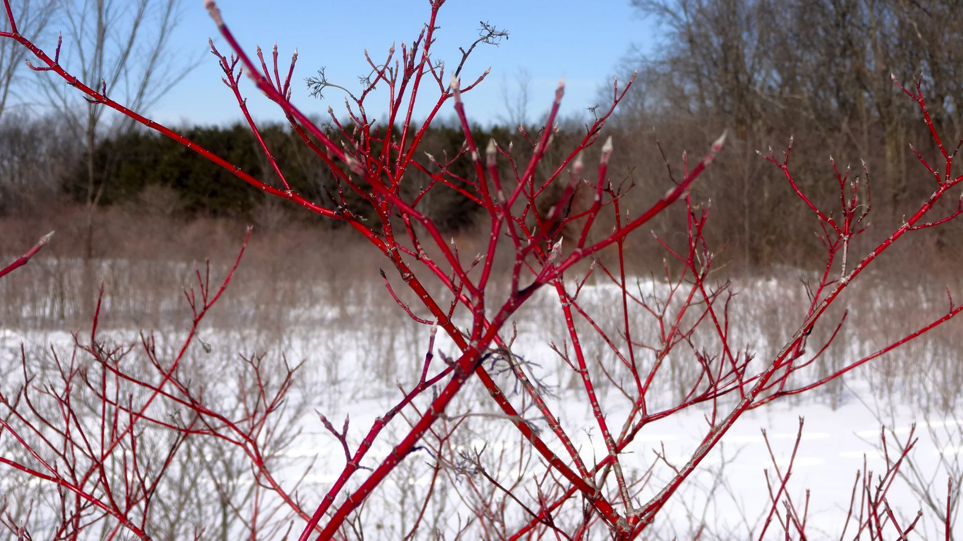 Red Twig Dogwood