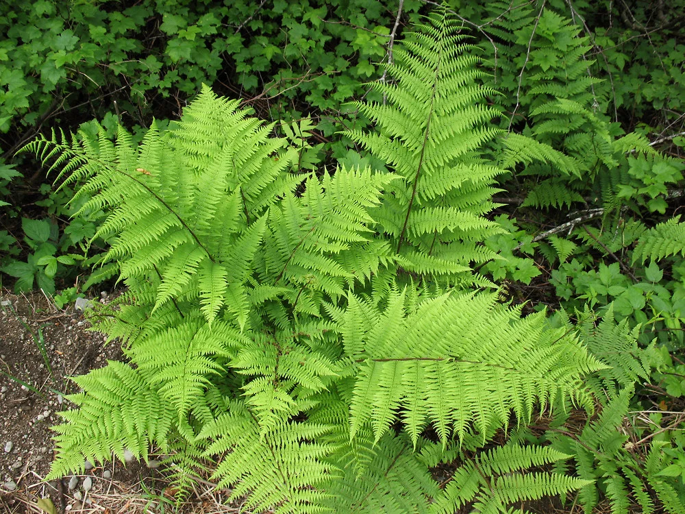 athyrium-angustum-ha-mlovit-b.jpg