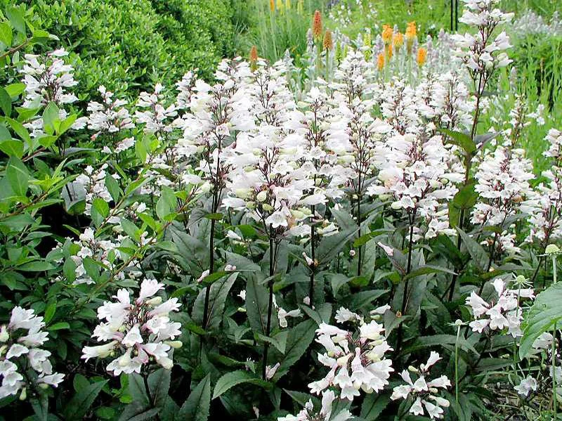 beardtongue.jpg