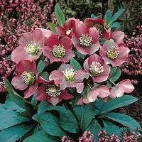lenten_rose_hellebore.jpeg