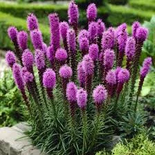 Liatris spicata.jpeg