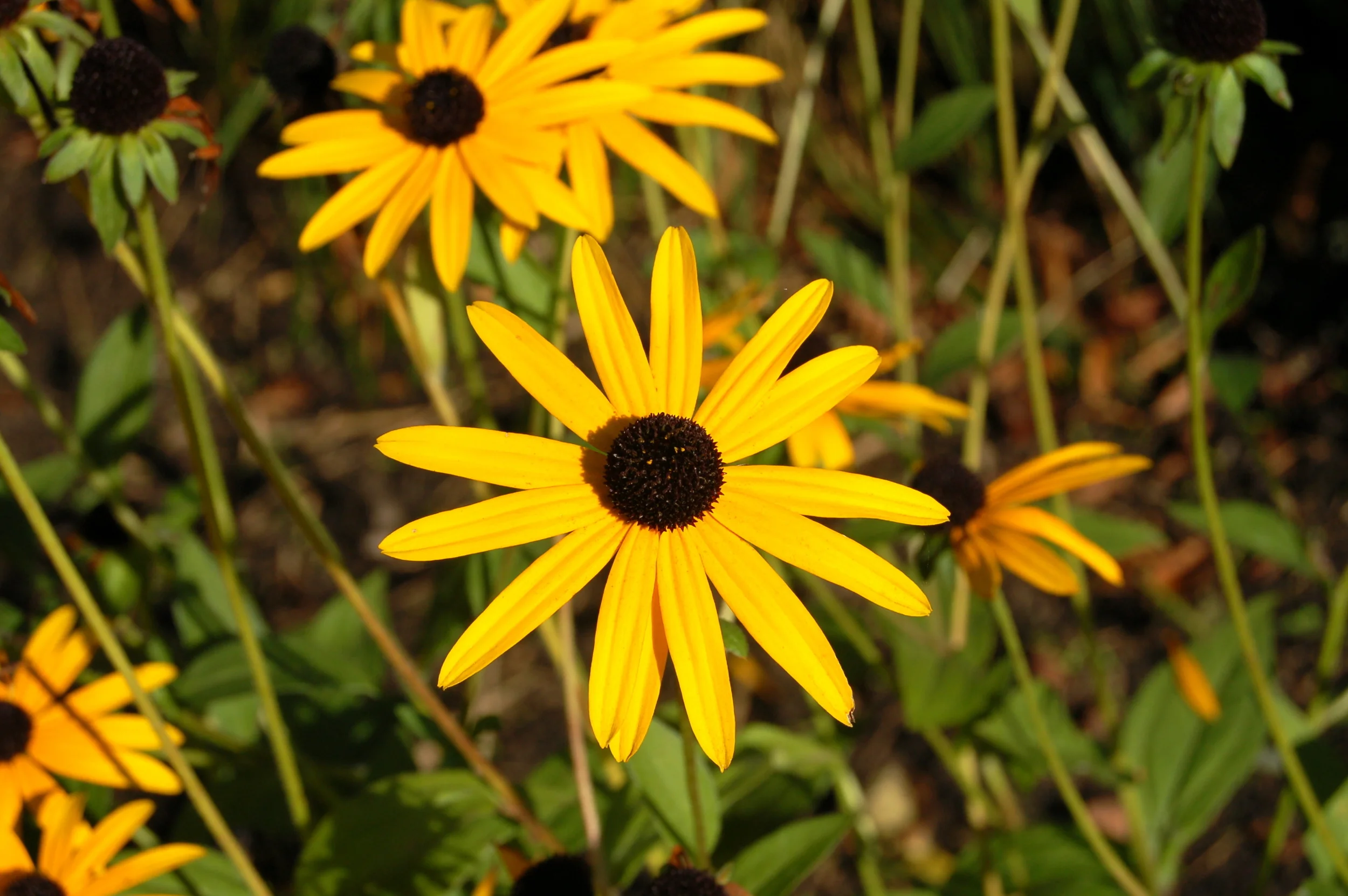 Rudbeckia_fulgida_var_sullivantii_Goldsturm.jpg