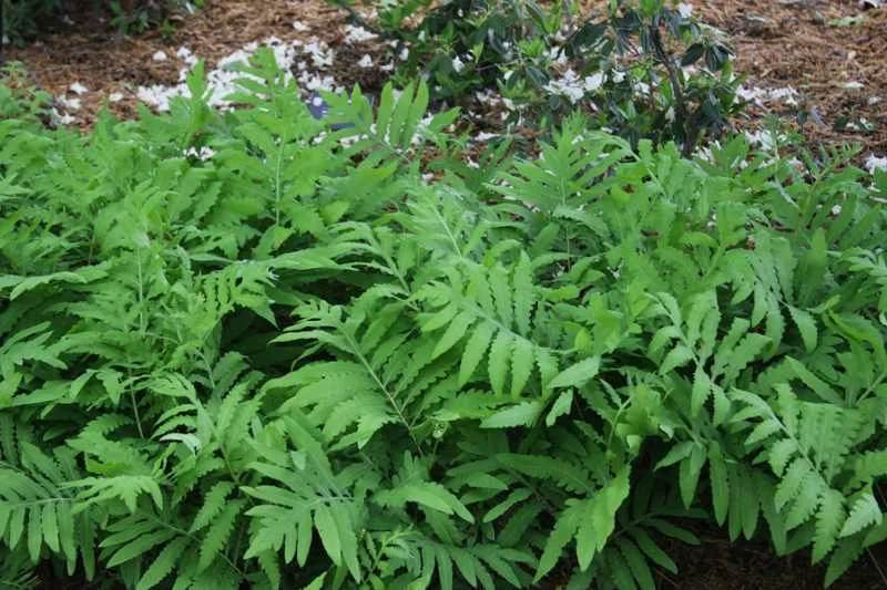 sensitive fern.jpg
