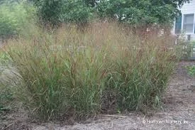 Panicum virgatum shenandoah.jpeg