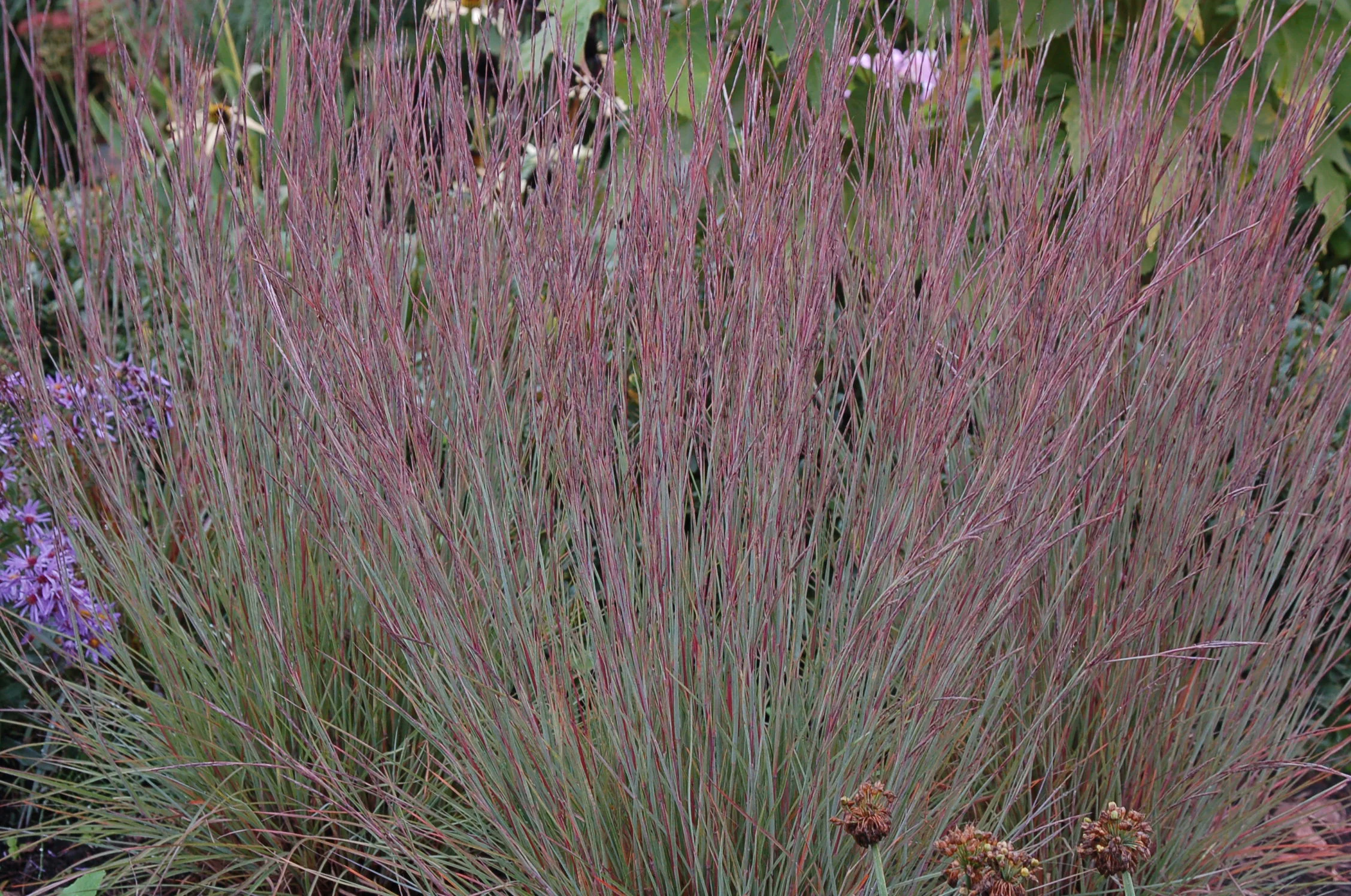 Schizachyrium scoparium3.jpg